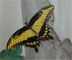 papillon jaune